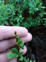 Myrica gale tomentosa