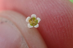 Euphorbia curtisii
