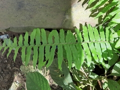 Nephrolepis exaltata