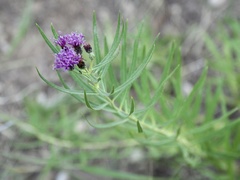 Vernonia lindheimeri