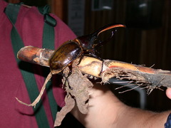 Dynastes septentrionalis