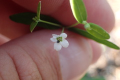 Euphorbia pubentissima