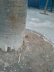 Turdus rufopalliatus