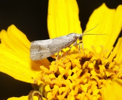 Cisthene faustinula
