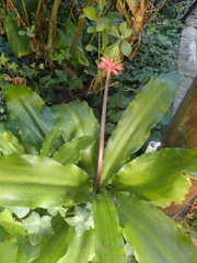 Veltheimia bracteata