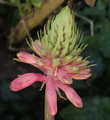 Image of Veltheimia bracteata by (c) Nicola van Berkel, some rights reserved (CC BY-SA)