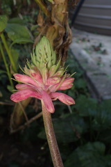 Veltheimia bracteata