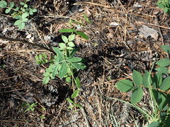 Euphorbia pubentissima