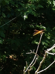 Libellula semifasciata
