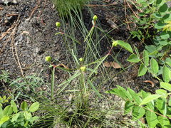Euphorbia curtisii