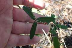 Euphorbia pubentissima