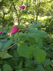 Clematis glaucophylla
