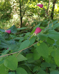 Clematis glaucophylla