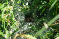 Agelena labyrinthica