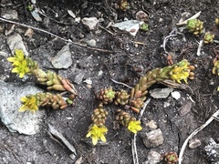 Sedum alpestre