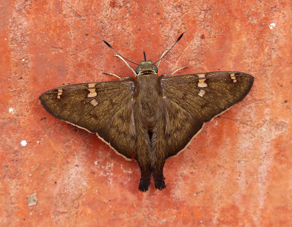 Ectomis