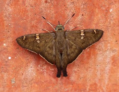 Ectomis octomaculata