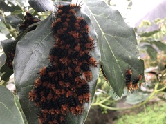 Turuptiana obliqua