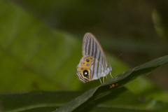 Splendeuptychia salvini