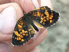 Phyciodes batesii