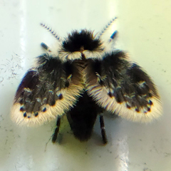 Lepiseodina conspicua