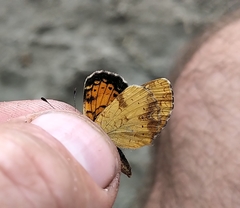 Phyciodes batesii