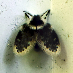 Lepiseodina conspicua