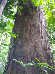 Brosimum alicastrum