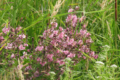 Sidalcea hendersonii