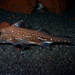 Spotted Ratfish - Photo (c) Brian Gratwicke, some rights reserved (CC BY)