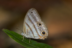 Magneuptychia fugitiva