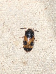 Mycetophagus punctatus