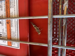 Dissosteira spurcata