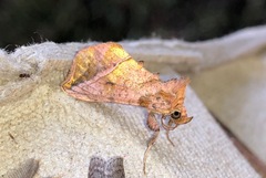 Pseudeva purpurigera