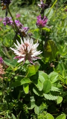 Trifolium ambiguum