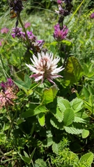 Trifolium ambiguum