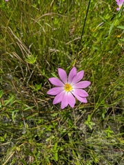 Sabatia dodecandra foliosa