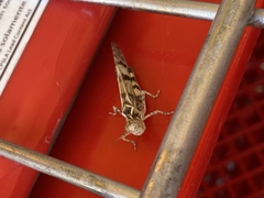 Dissosteira spurcata