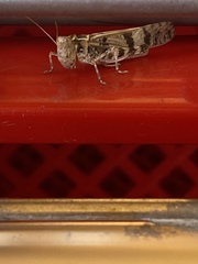 Dissosteira spurcata