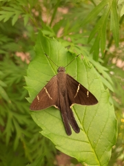 Eudamini