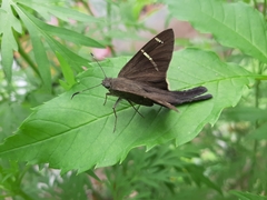 Eudamini