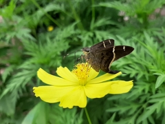 Eudamini