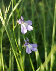 Lobelia kalmii