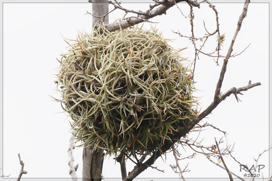 Tillandsia retorta · iNaturalist