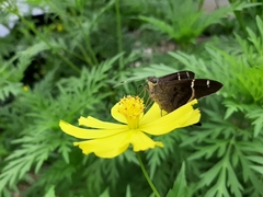 Eudamini