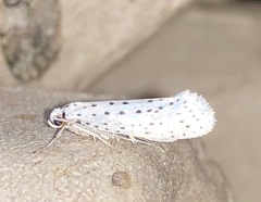 Yponomeuta multipunctella