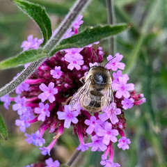 Anthophora quadrimaculata