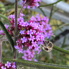 Anthophora quadrimaculata