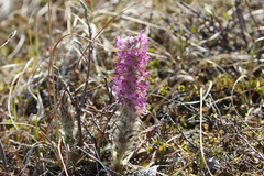 Pedicularis lanata