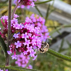 Anthophora quadrimaculata